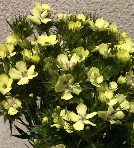 Dianthus ’Nappy’ 100 Seeds