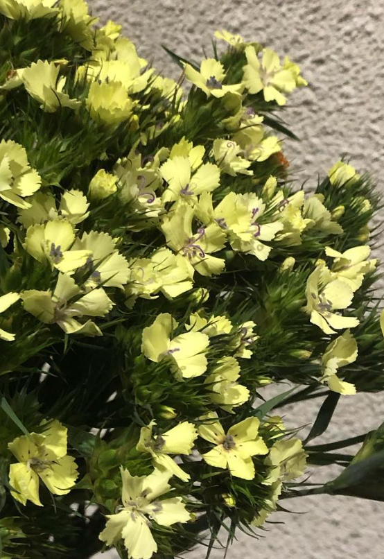 Dianthus ’Nappy’ 100 Seeds