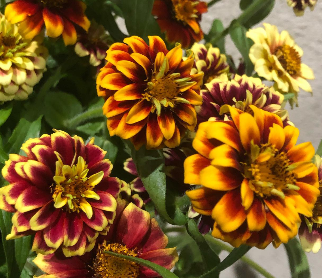 Zinnia elegans ’Jazzy’ 50 Seeds