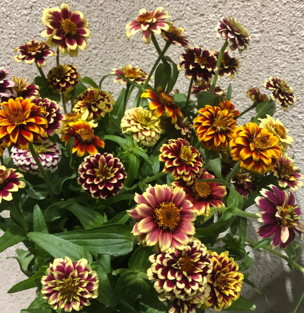 Zinnia elegans ’Jazzy’ 50 Seeds