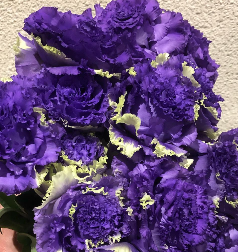 Lisianthus ( Eustoma ) Rilola 6 Seeds