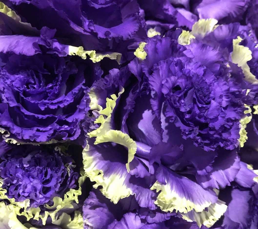 Lisianthus ( Eustoma ) Rilola 6 Seeds