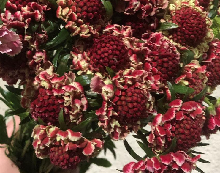 Scabiosa Marshmallow Imp Scoop 50 Seeds