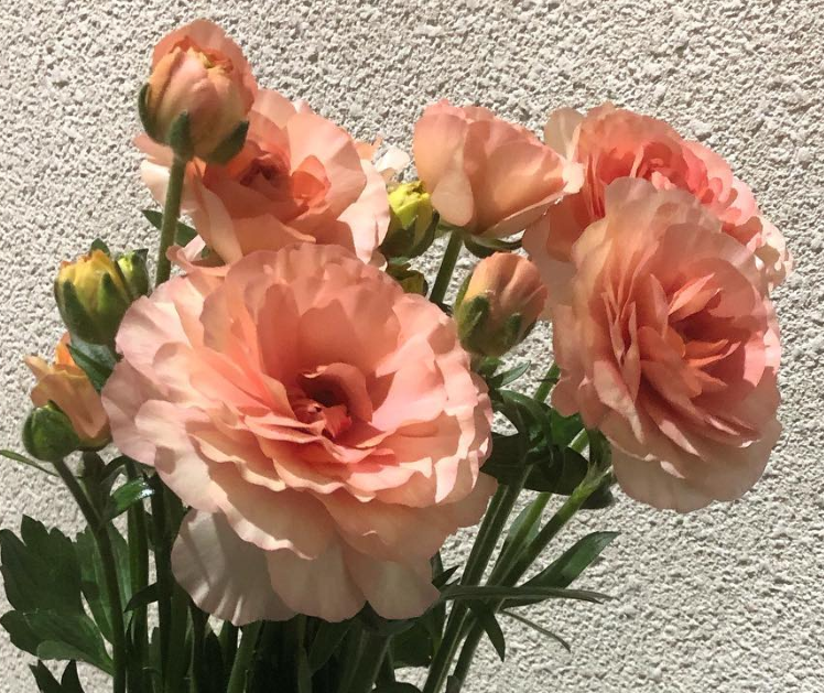 Ranunculus Ribera Spirit 7 Bulbs
