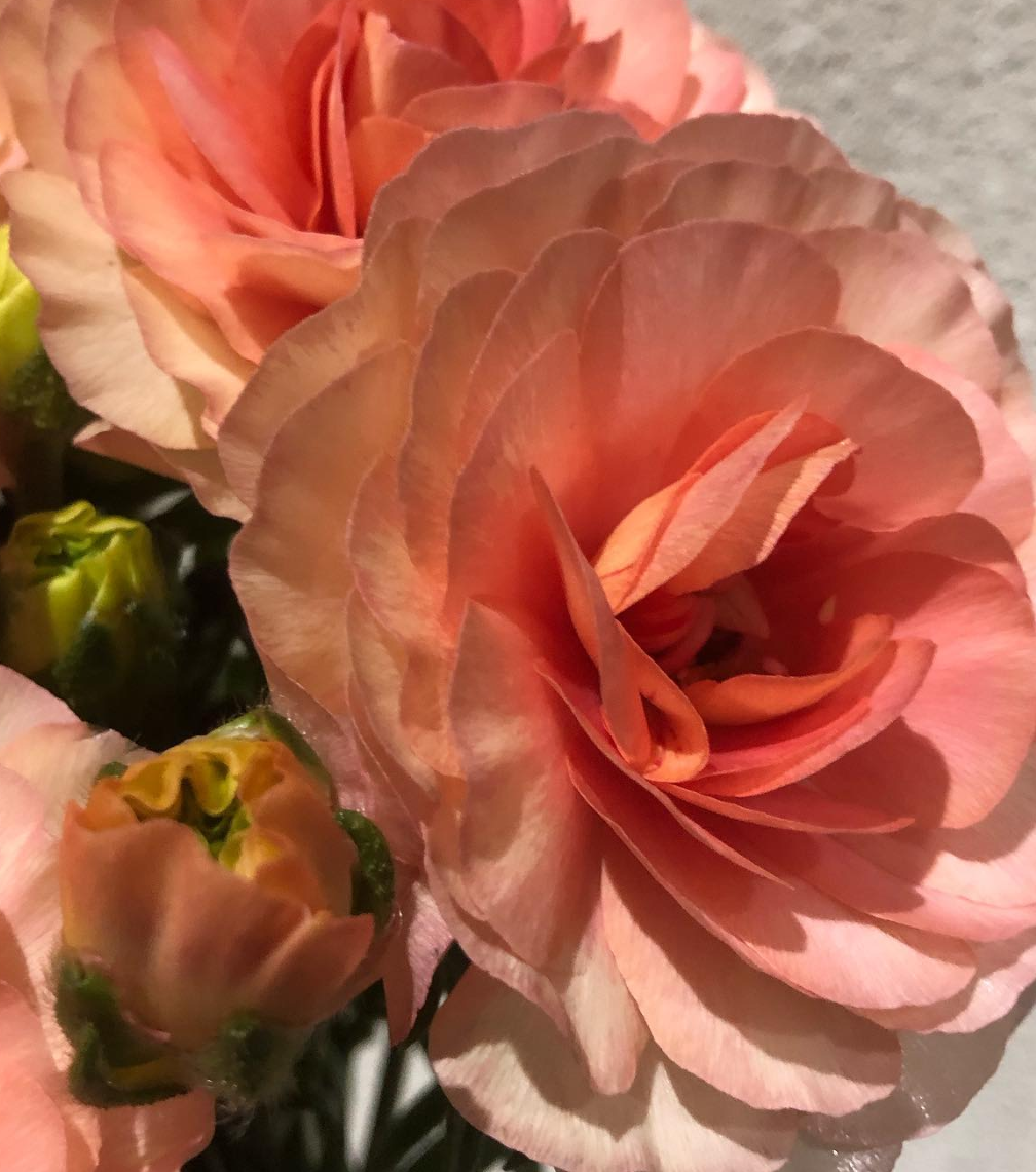 Ranunculus Ribera Spirit 7 Bulbs