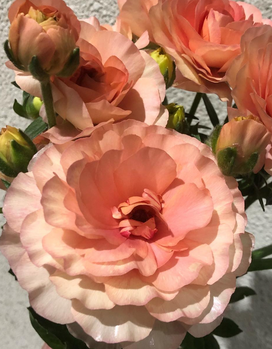 Ranunculus Ribera Spirit 7 Bulbs
