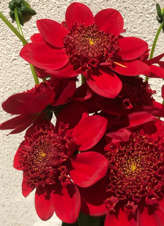 Dahlia 'Flat Red' 100 Seeds