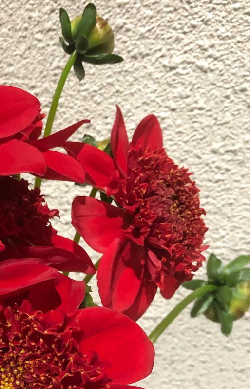 Dahlia 'Flat Red' 100 Seeds