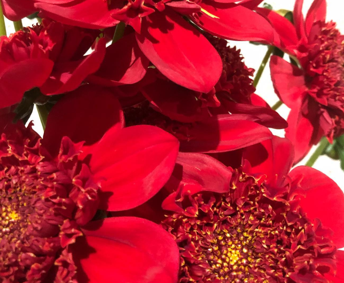 Dahlia 'Flat Red' 100 Seeds