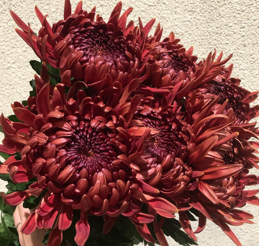 Chrysanthemum Ignis 100 Seeds