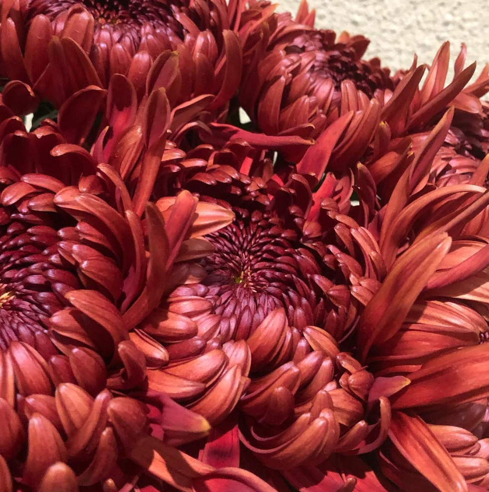Chrysanthemum Ignis 100 Seeds