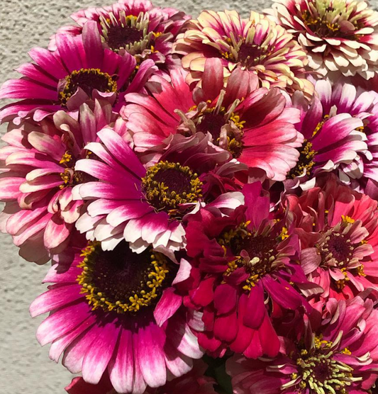 Zinnia ’Mazurkia ’ 50 Seeds