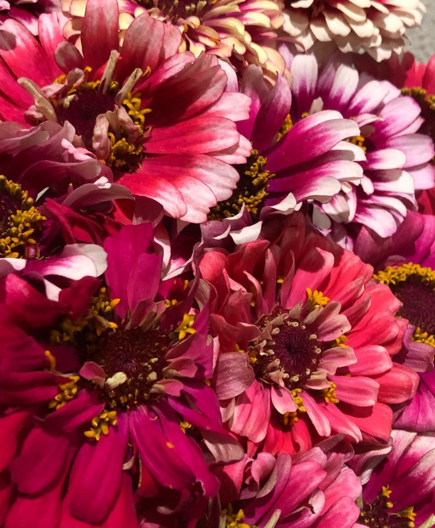 Zinnia ’Mazurkia ’ 50 Seeds