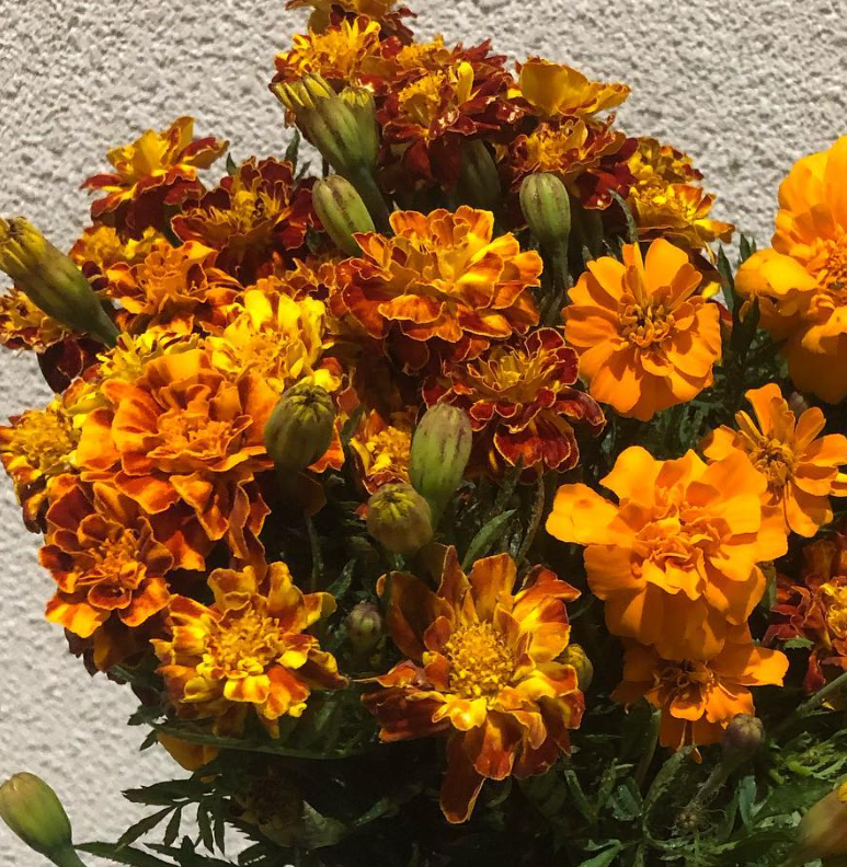 Tagetes ( Marigold ) 'Marie G French' 100 Seeds