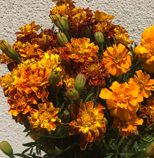 Tagetes ( Marigold ) 'Marie G French' 100 Seeds
