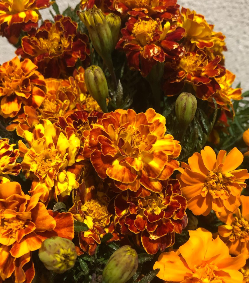 Tagetes ( Marigold ) 'Marie G French' 100 Seeds