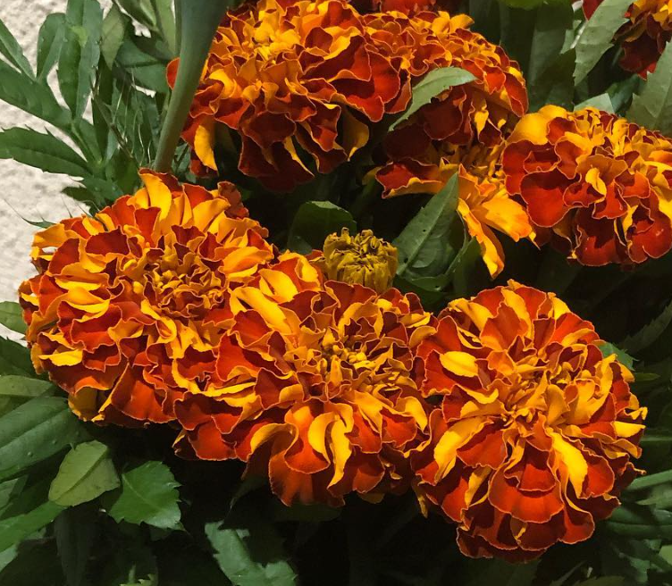 Tagetes ( Marigold ) 'Zenith Thread' 100 Seeds