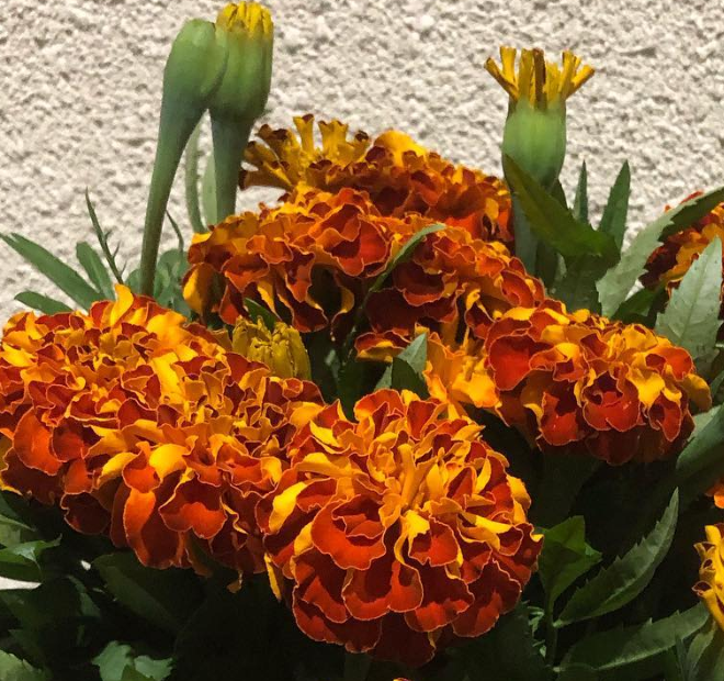 Tagetes ( Marigold ) 'Zenith Thread' 100 Seeds