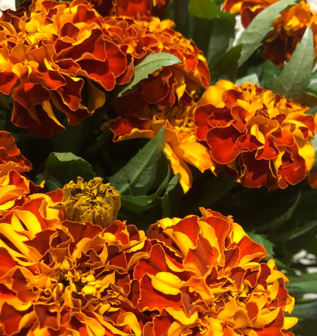 Tagetes ( Marigold ) 'Zenith Thread' 100 Seeds