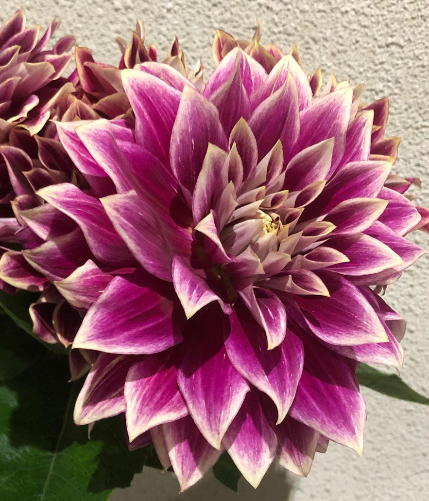 Dahlia 'Sombrero' 100 Seeds