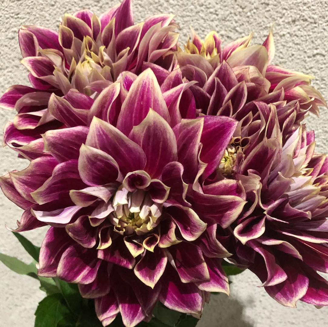 Dahlia 'Sombrero' 100 Seeds