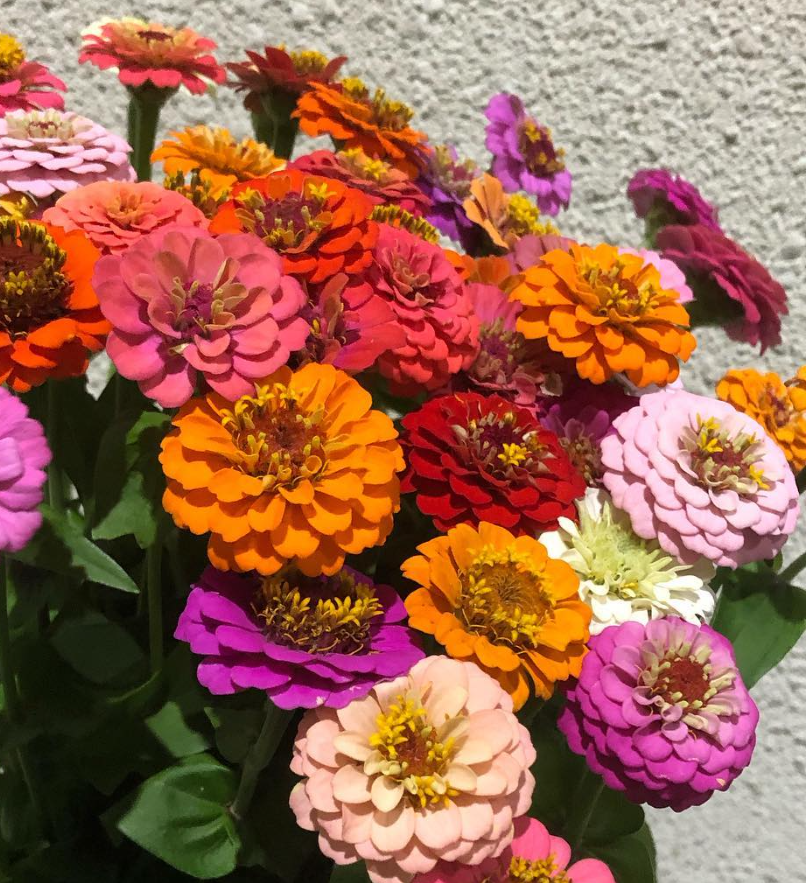 Zinnia ’Cupid’ 50 Seeds