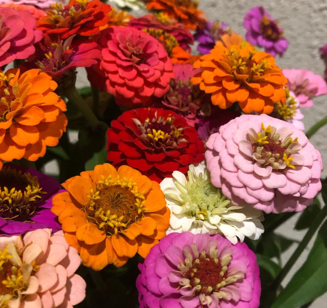 Zinnia ’Cupid’ 50 Seeds