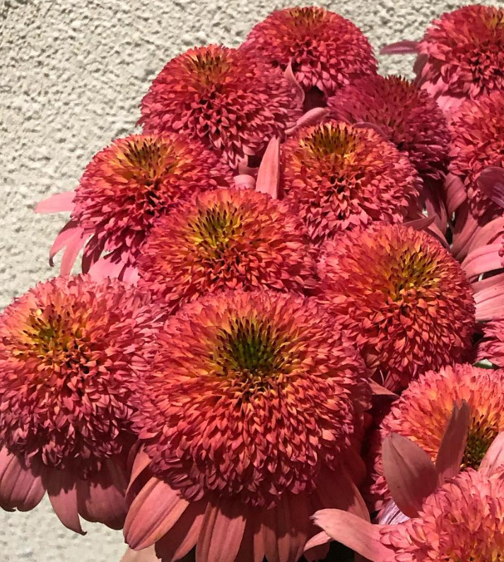 Echinacea Raspberry Truffle 30 Seeds