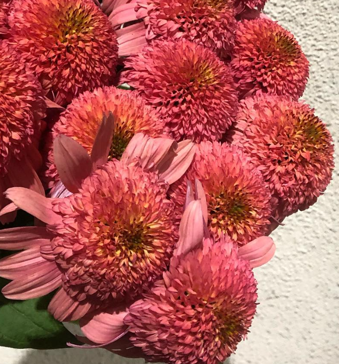 Echinacea Raspberry Truffle 30 Seeds