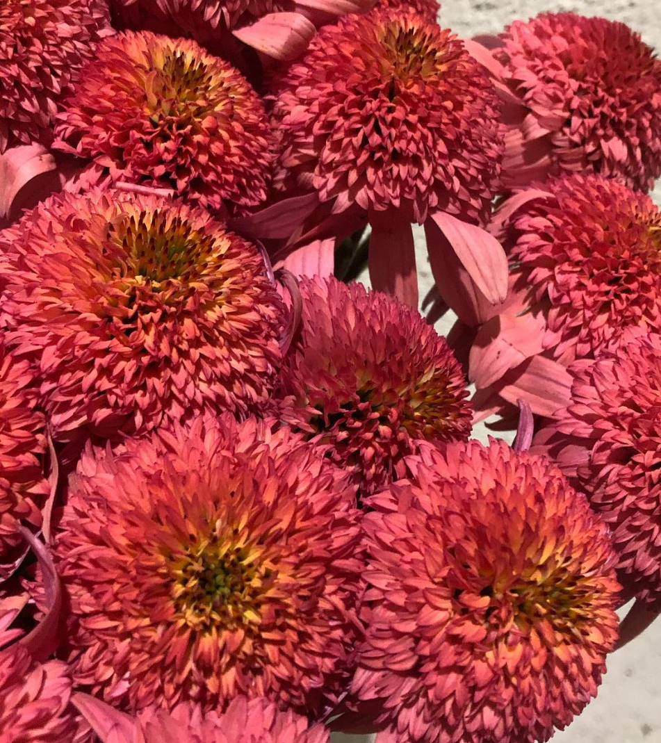 Echinacea Raspberry Truffle 30 Seeds
