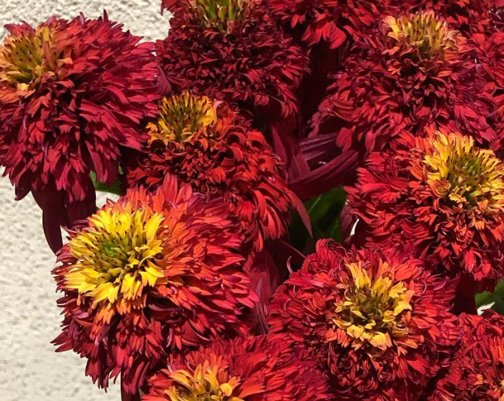 Echinacea Hot Papaya 30 Seeds