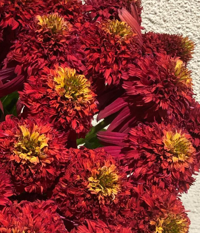 Echinacea Hot Papaya 30 Seeds