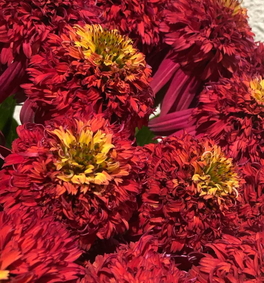 Echinacea Hot Papaya 30 Seeds