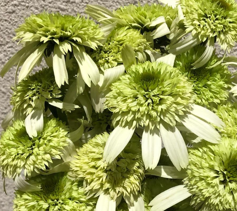 Echinacea Green Kiwi 30 Seeds