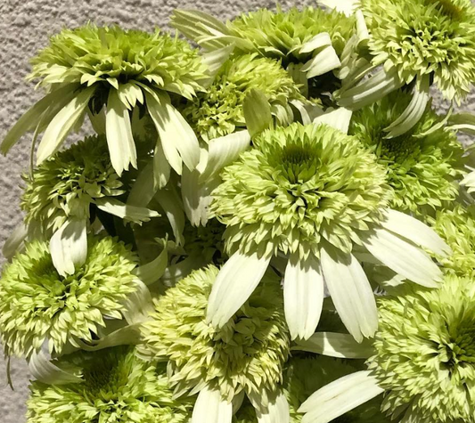 Echinacea Green Kiwi 30 Seeds