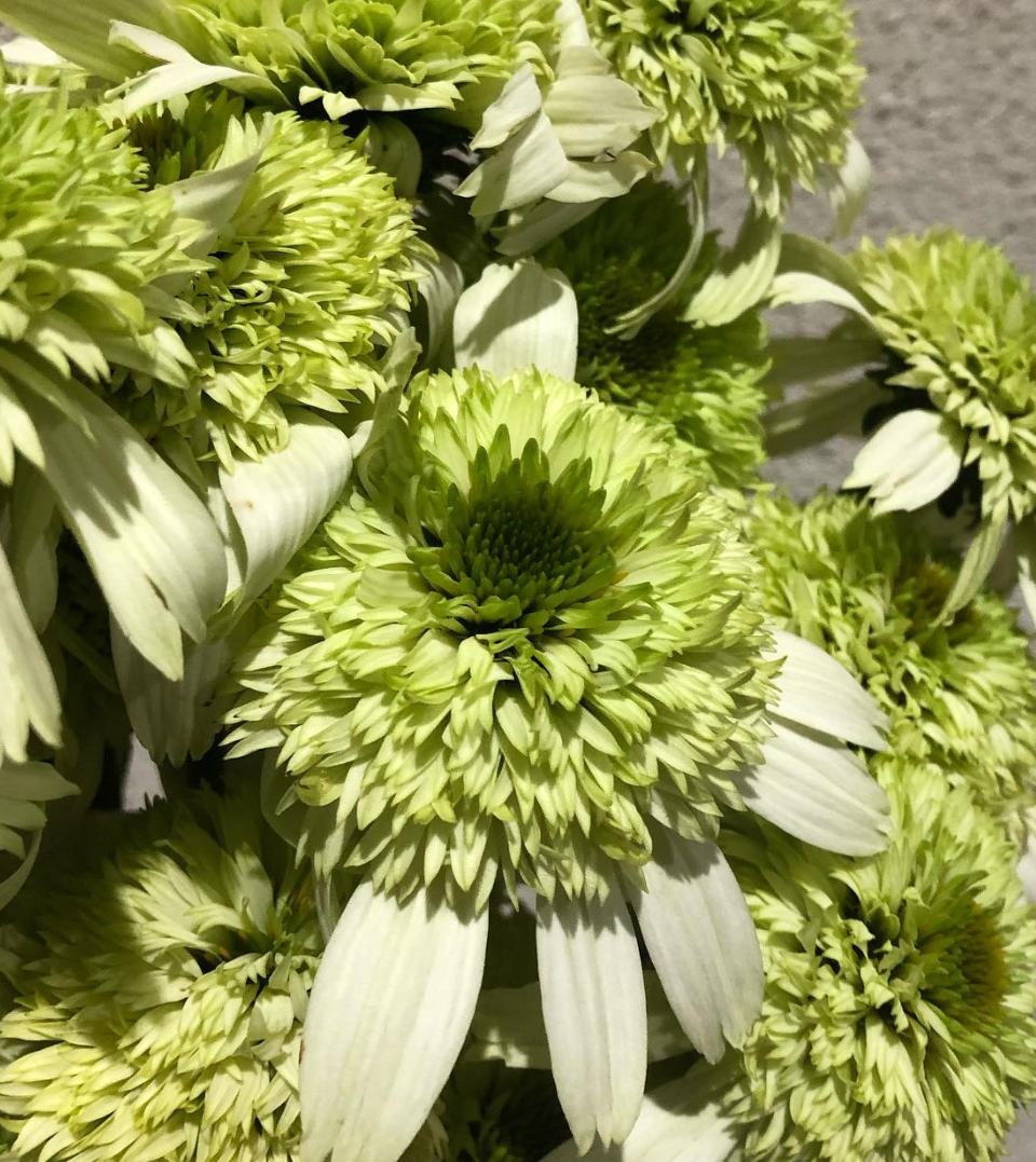 Echinacea Green Kiwi 30 Seeds
