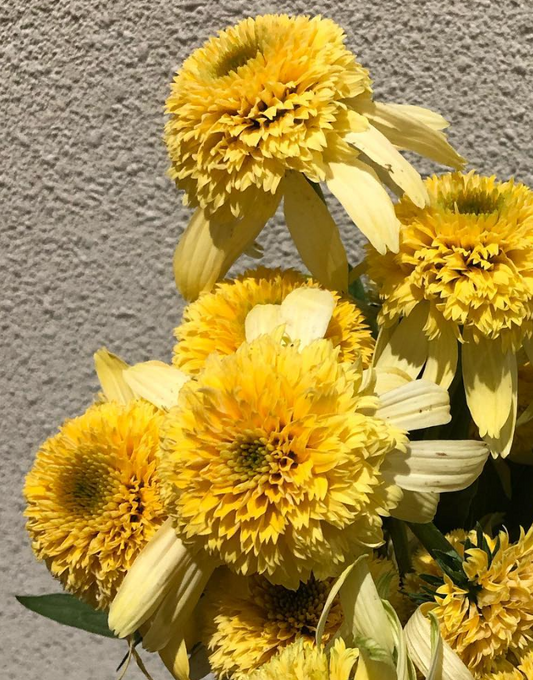 Echinacea Yellow Sun 30 Seeds