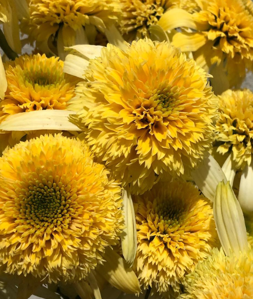 Echinacea Yellow Sun 30 Seeds
