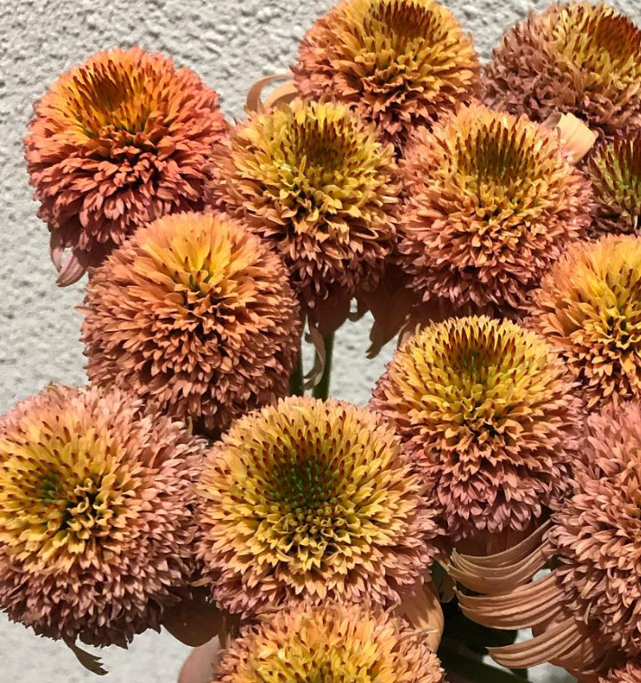 Echinacea Supreme Cantaloupe 30 Seeds