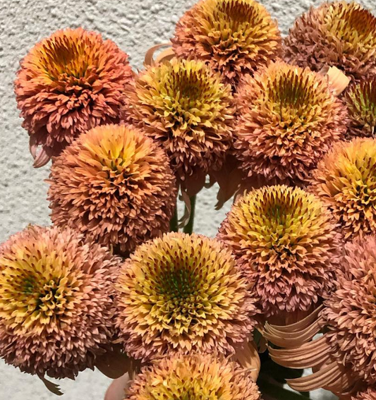 Echinacea Supreme Cantaloupe 30 Seeds