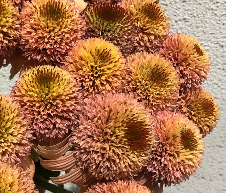 Echinacea Supreme Cantaloupe 30 Seeds