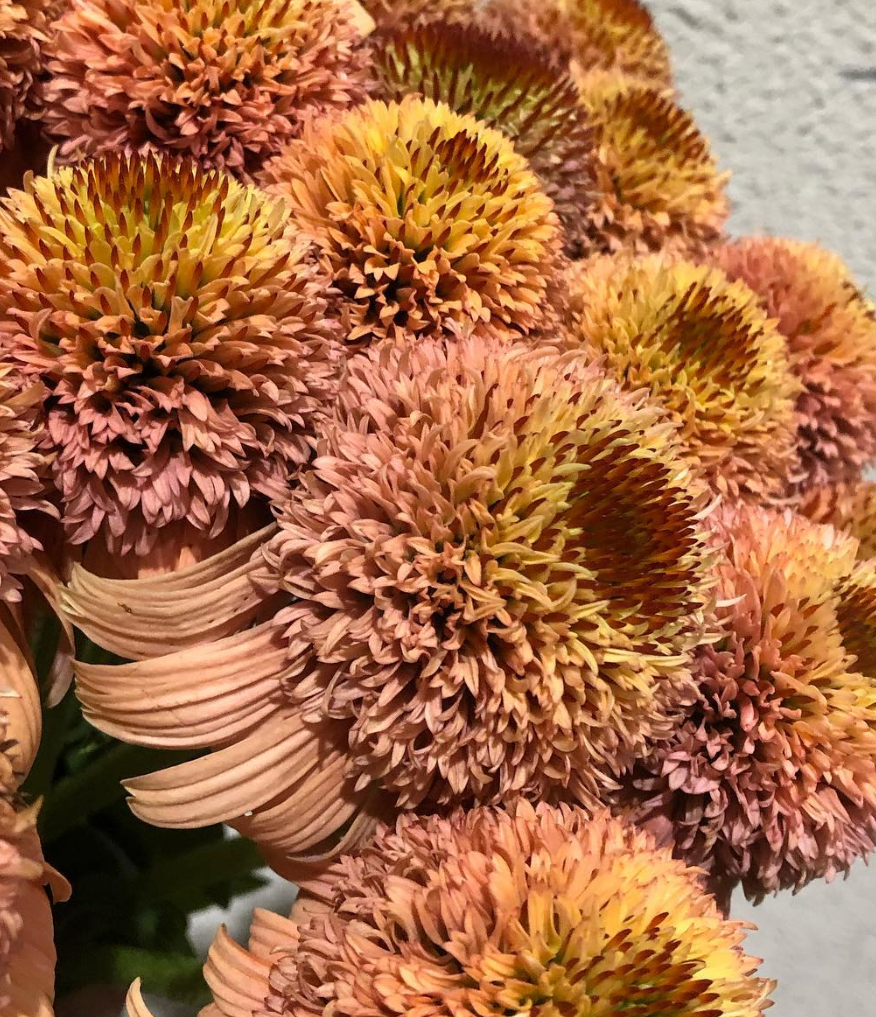 Echinacea Supreme Cantaloupe 30 Seeds