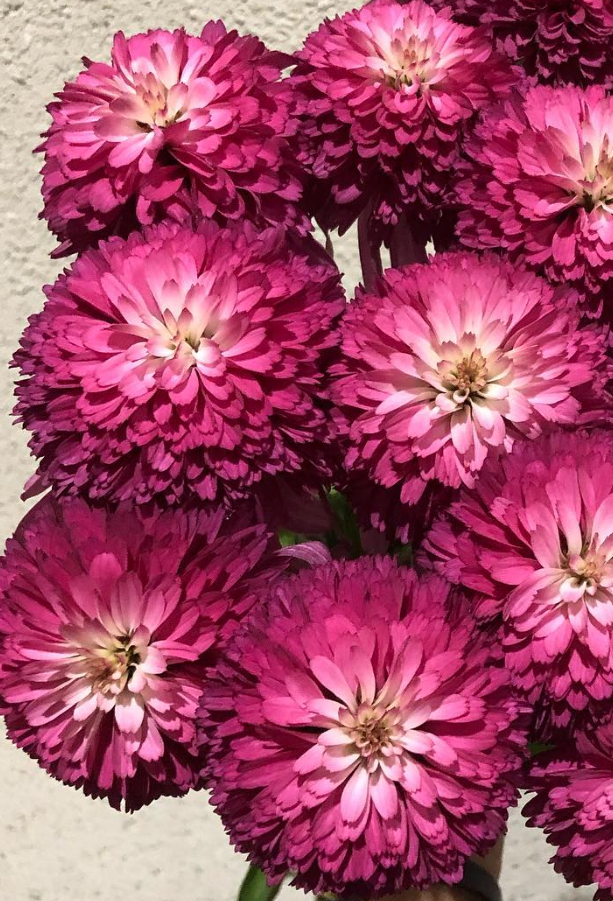 Echinacea Southern Belle 30 Seeds