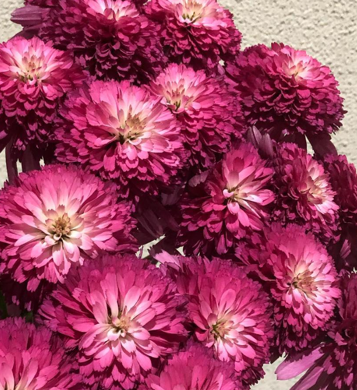 Echinacea Southern Belle 30 Seeds