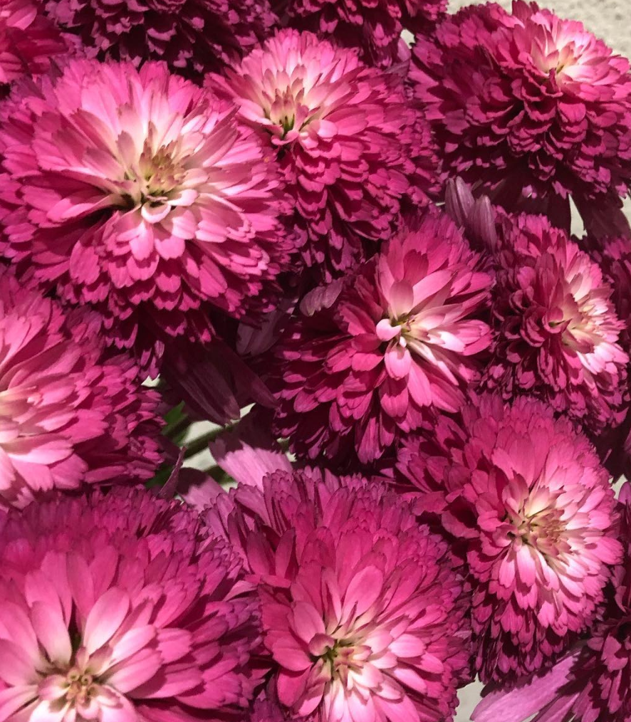 Echinacea Southern Belle 30 Seeds