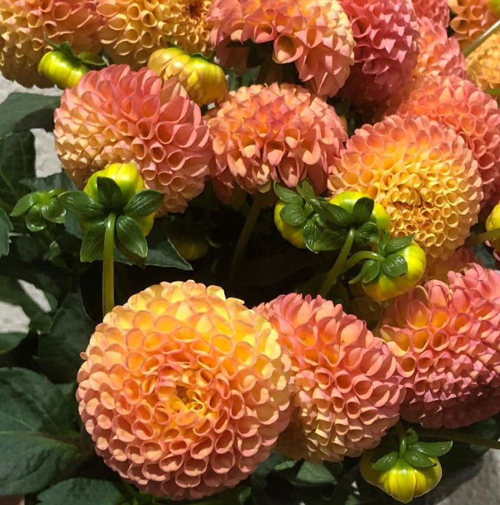 Dahlia 'Pompon Apricot' 100 Seeds