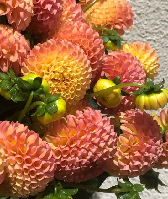 Dahlia 'Pompon Apricot' 100 Seeds