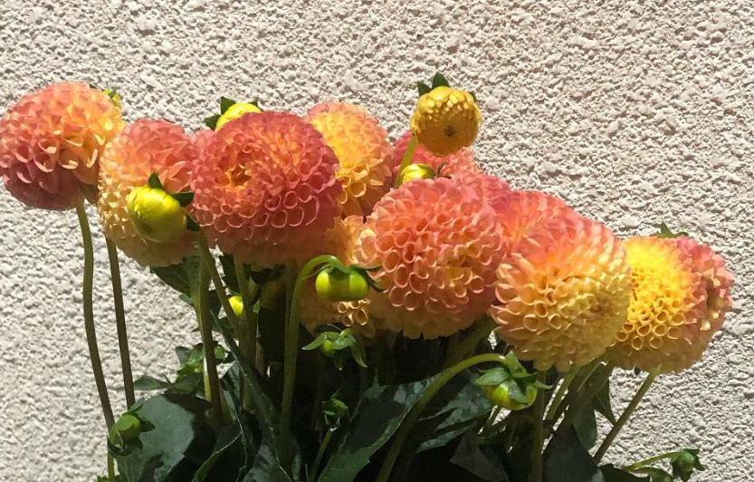 Dahlia 'Pompon Apricot' 100 Seeds