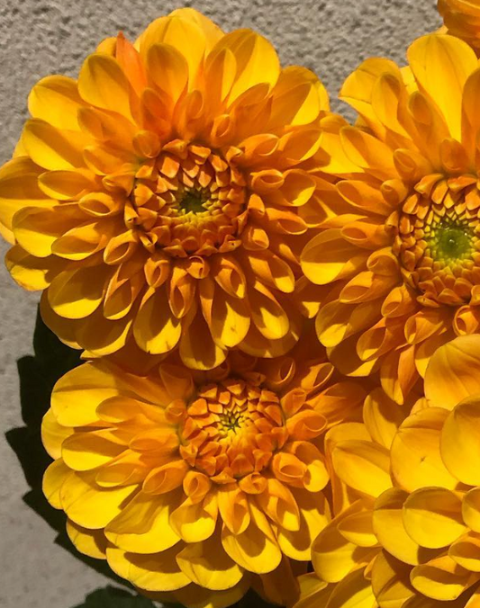 Dahlia 'Orange Smile' 100 Seeds
