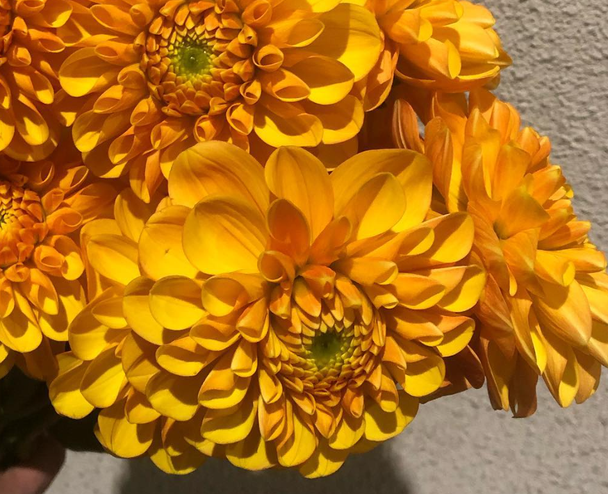 Dahlia 'Orange Smile' 100 Seeds
